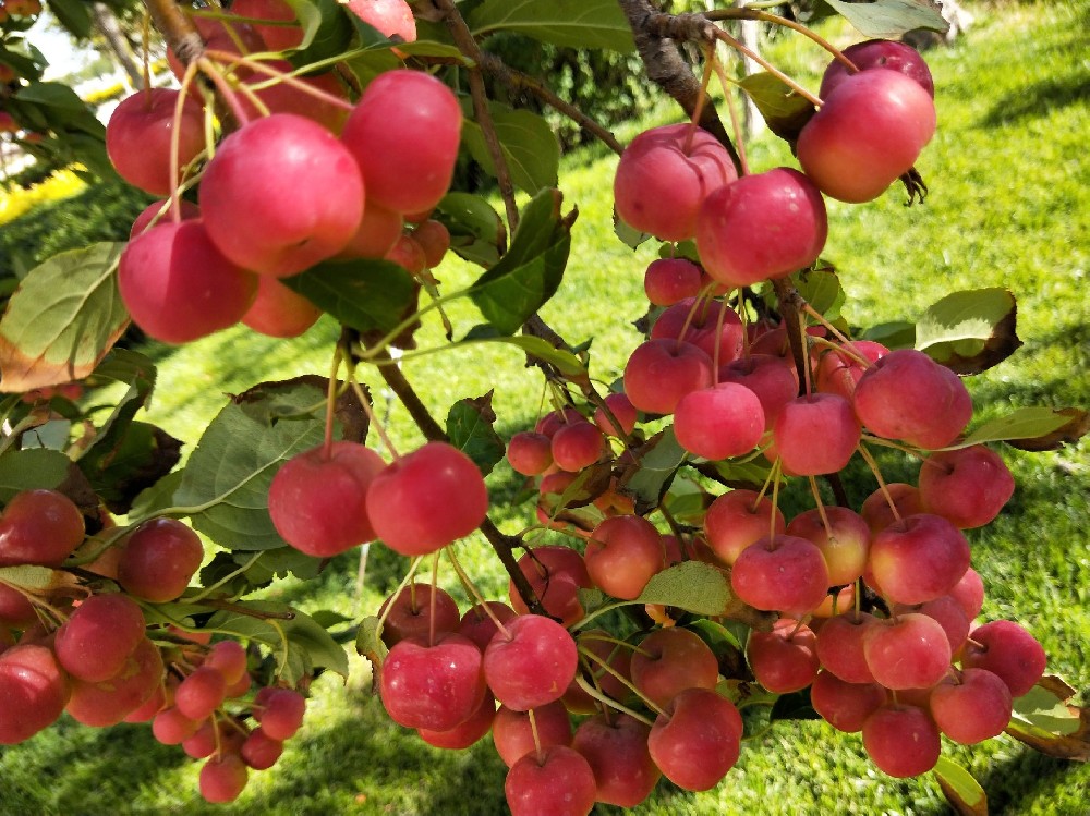 海棠果冷庫建造,海棠果長期存儲方法介紹 海棠果冷庫建造,海棠果長期存儲方法介紹